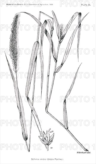 Grasses and Weeds, Setaria Viridis, Green Foxtail, Report of the Commissioner of Agriculture, US Dept of Agriculture, Illustration,  1888