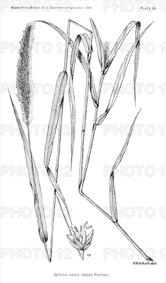 Grasses and Weeds, Setaria Viridis, Green Foxtail, Report of the Commissioner of Agriculture, US Dept of Agriculture, Illustration, 1888