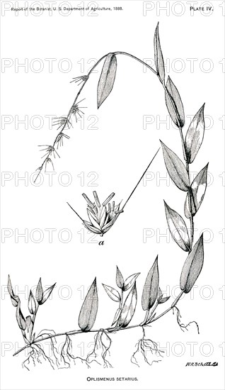 Grasses and Weeds, Oplismenus setarius, Report of the Commissioner of Agriculture, US Dept of Agriculture, Illustration, 1888
