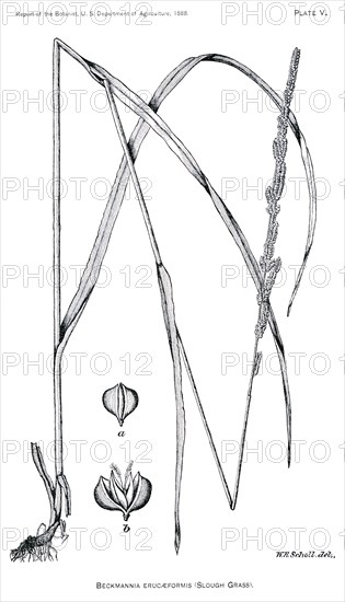 Grasses and Weeds, Beckmannia Erucaeformis, Slough Grass, Report of the Commissioner of Agriculture, US Dept of Agriculture, Illustration,  1888