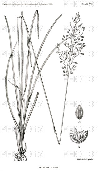 Grasses and Weeds, Anthenantia rufa, Report of the Commissioner of Agriculture, US Dept of Agriculture, Illustration,  1888