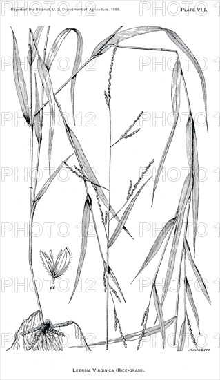 Grasses and Weeds, Leersia Virginica, Rice Grass, Report of the Commissioner of Agriculture, US Dept of Agriculture, Illustration,  1888