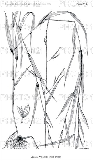 Grasses and Weeds, Leersia Virginica, Rice Grass, Report of the Commissioner of Agriculture, US Dept of Agriculture, Illustration, 1888