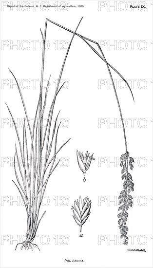 Grasses and Weeds, Pao Andina, Report of the Commissioner of Agriculture, US Dept of Agriculture, Illustration, 1888