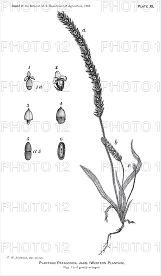 Grasses and Weeds, Plantago Patagonica, Report of the Commissioner of Agriculture, US Dept of Agriculture, Illustration,  1888
