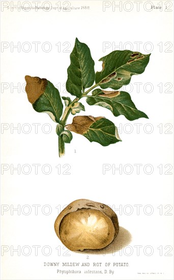 Downy Mildew and Rot of Potato, Phytophthora Infestans, Plate I, Report of the Commissioner of Agriculture, US Dept of Agriculture, Illustration,  1888