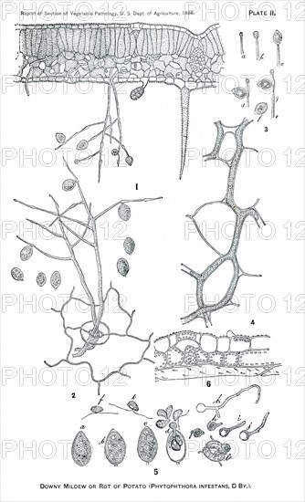 Downy Mildew and Rot of Potato, Phytophthora Infestans, Plate II, Report of the Commissioner of Agriculture, US Dept of Agriculture, Illustration,  1888