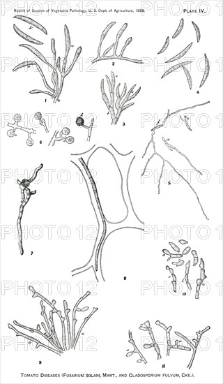 Tomato Diseases (Fusarium Solani, Mart., and Cladosporium Fulvum, Cke), Report of the Commissioner of Agriculture, US Dept of Agriculture, Illustration,  1888