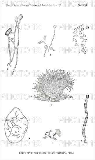 Brown Rot of Cherry, Monilia Fructigena, Plate VI, Report of the Commissioner of Agriculture, US Dept of Agriculture, Illustration,  1888