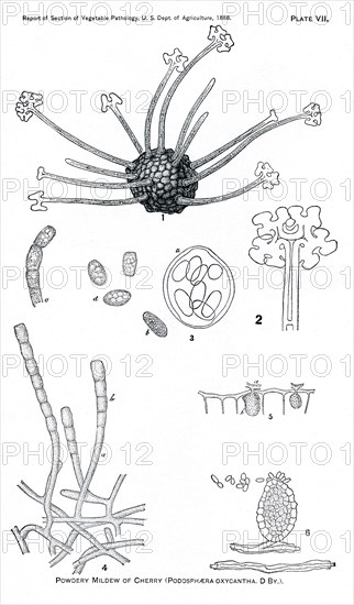 Powdery Mildew of the Cherry, Podosphaera Oxycantha, Report of the Commissioner of Agriculture, US Dept of Agriculture, Illustration,  1888