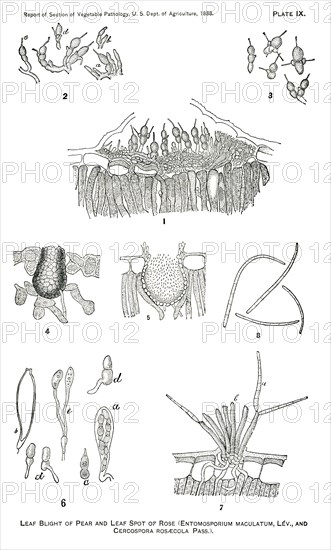 Leaf Blight of Pear, Leaf Spot of Rose, Entomosporium Maculatum, Lev and Cercospora Rosaecola, Pass., Report of the Commissioner of Agriculture, US Dept of Agriculture, Illustration,  1888