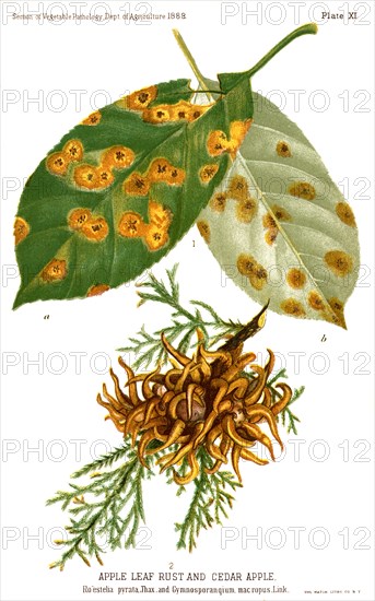 Apple Leaf Rust and Cedar Apple, Roestella Pirata, Report of the Commissioner of Agriculture, US Dept of Agriculture, Illustration, 1888