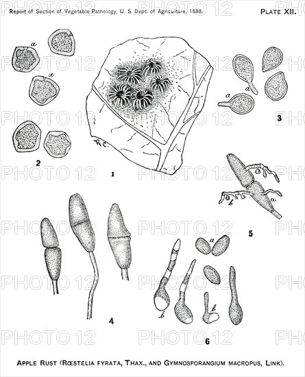 Apple Rust, Roestelia Pirata, Thax., Report of the Commissioner of Agriculture, US Dept of Agriculture, Illustration,  1888