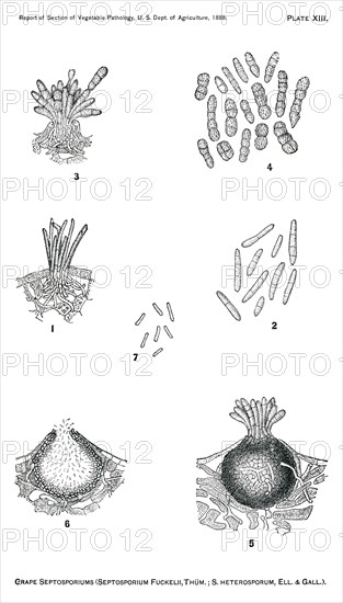 Grape Septosporiums, New Grape Disease, Septosporium Fuckelii, Thum, Septosporium Heteroporum, Report of the Commissioner of Agriculture, US Dept of Agriculture, Illustration,  1888