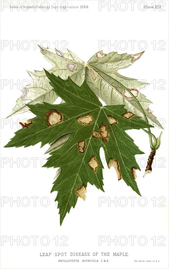 Leaf-Spot Disease of the Maple, Maple-Leaf Blight, Phyllostica Acericola, Report of the Commissioner of Agriculture, US Dept of Agriculture, Illustration,  1888