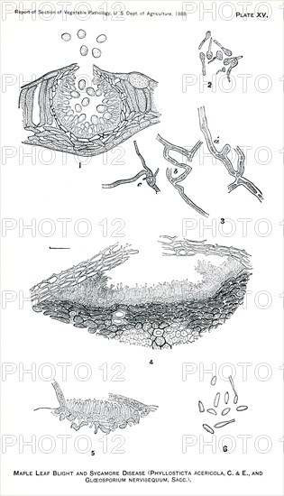 Leaf-Spot Disease of the Maple, Maple-Leaf Blight, and Sycamore Disease, Report of the Commissioner of Agriculture, US Dept of Agriculture, Illustration, 1888