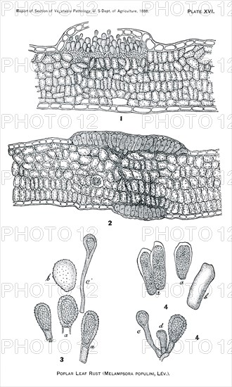 Poplar Leaf Rust, Melampsora Populina, Report of the Commissioner of Agriculture, US Dept of Agriculture, Illustration,  1888