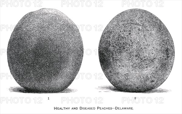 Healthy and Diseased Peaches, Delaware, Report of the Commissioner of Agriculture, US Dept of Agriculture, Illustration,  1888