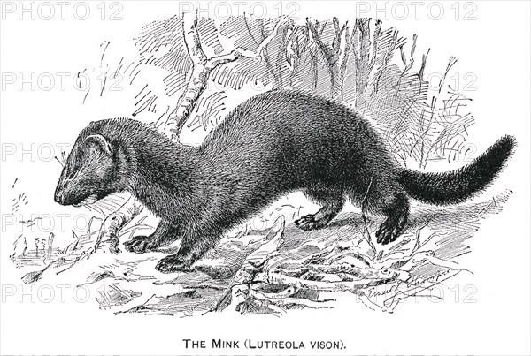 The Mink, Lutreola Vision, Report of the Commissioner of Agriculture, US Dept of Agriculture, Illustration,  1888