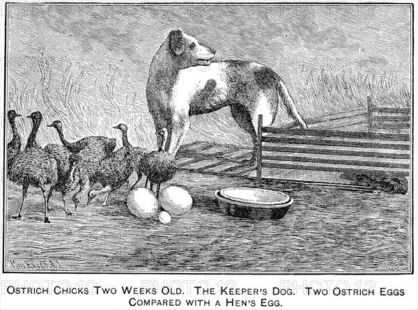 Ostrich Chicks Two Weeks Old, The keeper’s dog, Two Ostrich eggs compared With Hen’s Egg, Report of the Commissioner of Agriculture, US Dept of Agriculture, Illustration,  1888