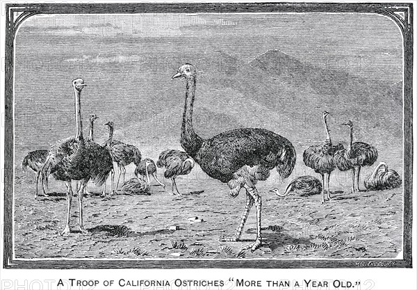 Troop of California Ostriches, Report of the Commissioner of Agriculture, US Dept of Agriculture, Illustration,  1888