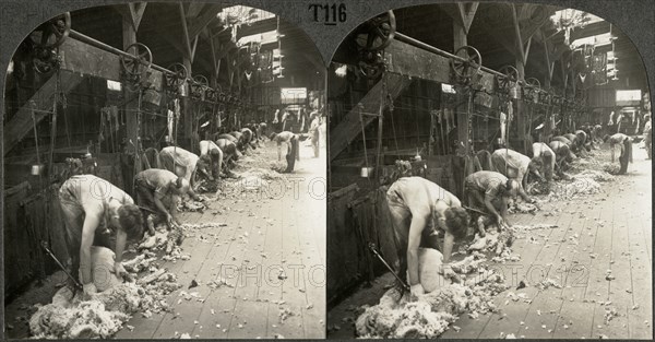 Shearing Sheep with Power Driven Shears, Kirkland, Illinois, Stereo Card, circa 1917