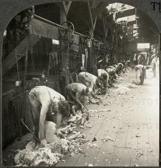 Shearing Sheep with Power Driven Shears, Kirkland, Illinois, Single Image of Stereo Card, circa 1917