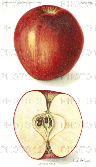 Coffman Apple, E. J. Schutt, Yearbook U.S. Department of Agriculture, 1909, Plate XXXI