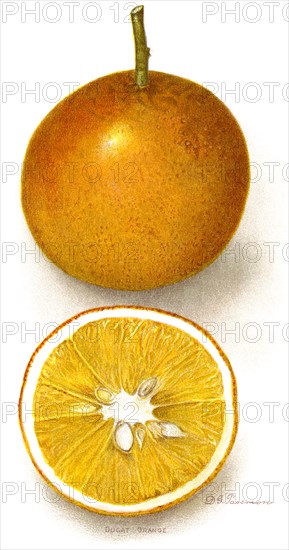 Dugat Orange, D.G. Tassmore, Yearbook U.S. Department of Agriculture, Plate XXXVII, 1910