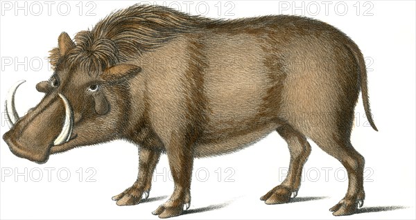 Warthog, Der Emgallo, Phascochaerus africanus, Phasachaere africain, Hand-Colored Lithograph by Karl Brodtmann, Zurich, 1824