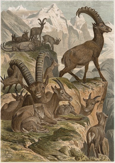 Alpensteinbock, Alpine Ibex, circa 1885