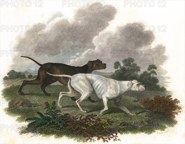 Two Dogs, Pluto and Juno, Hand-Colored Lithograph, Bunney & Gold London, 1801