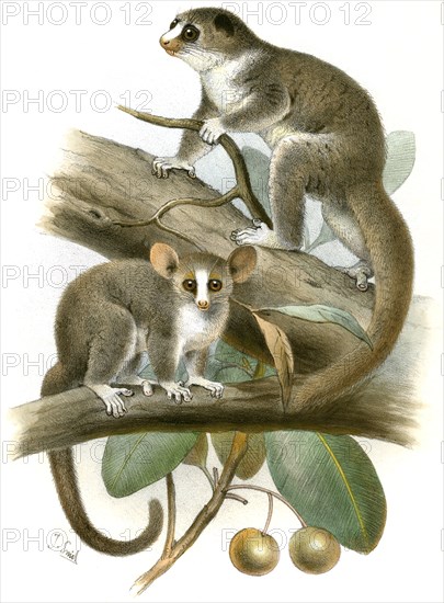 Lemurs, Opolemur Thomasi, Major, Microcebus Minor, Novitates Zoologicae Vol 1, Plate 1, J. Smit lithograph, 1894