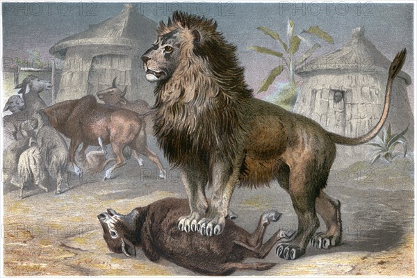 Lion, Lowe In Der Seriba, Chromolitograph, circa 1885