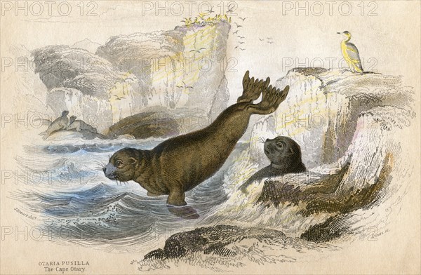 The Cape Otary, Otaria Pusilla, Hand-Colored Lithograph, 1852