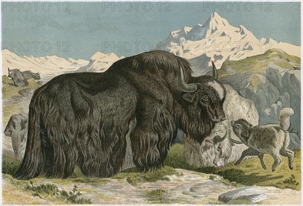 Yak Family, Chromolithograph, 1885