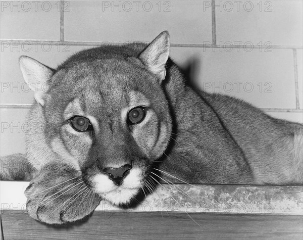 Lioness, Zoological Society of Philadelphia, Photo by Franklin Williamson, 1961