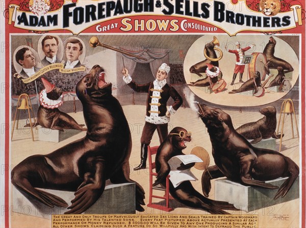 Adam Forepaugh and Sells Brothers Great Shows Consolidated, The Great and Only Troupe of Marvelously Educated Sea Lions and Seals, Circus Poster, circa 1898