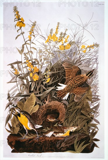 Meadowlark, False Foxglove, Hand-Colored Etching from the Book "The Birds of America" by George Lehman and John James Audubon, circa 1830's