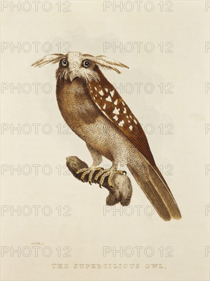 Supercilious Owl, S. griseata, Hand-Colored Engraving from Original by Baron Cuvier, circa 1828
