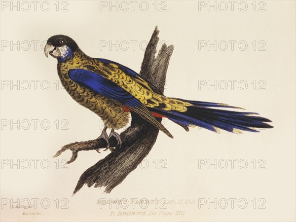 Brown's Parrot, P. Brownii, Hand-Colored Engraving from Original by Baron Cuvier, circa 1828