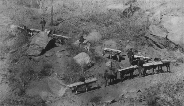 Mule Pack Train on Trail, Pikes Peak, Colorado, USA, circa 1900