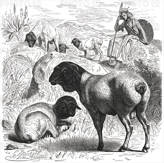 Black Head Sheep with Shepherd, Africa, Illustration, 1885