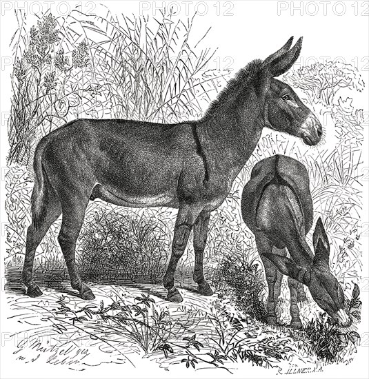 Wild Donkey, Africa, Illustration, 1885