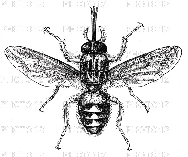 Tsetse Fly, Africa, Illustration, 1885