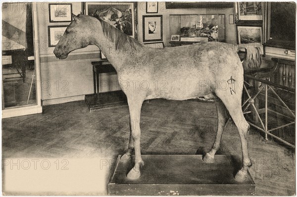 Vizir, Arabian Horse owned by Napoleon Bonaparte, Hotel des Invalides, Paris, France,