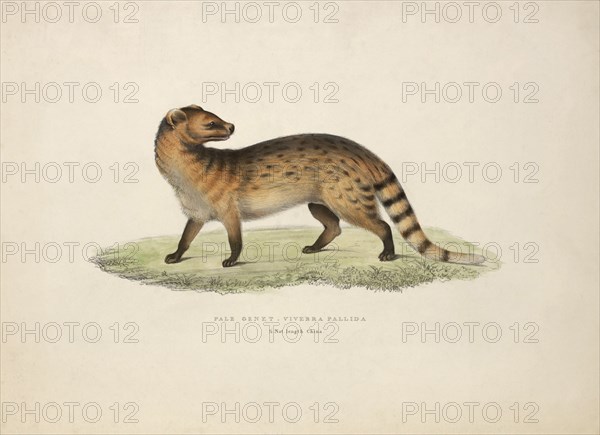 Pale Genet, Viverra Pallida, 1/2 Natural length, China, from the book 'Illustrations of Indian Zoology, Chiefly from the Collection of Major General Hardwick, 1832