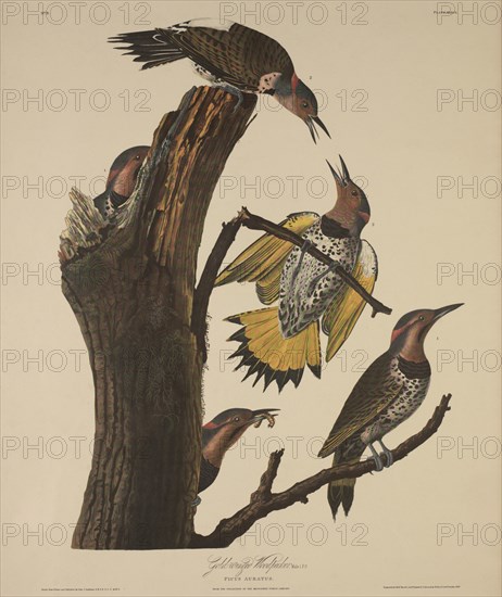 Gold-Winged Woodpecker, Picus Auratus, Drawn from Nature by J. J. Audubon, Color Engraving by R. Havell, 1828
