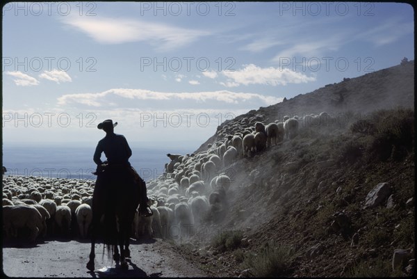 Silhouette of Cowboy Herding Sheep, Big Horn Mountains, Wyoming, USA, 1962