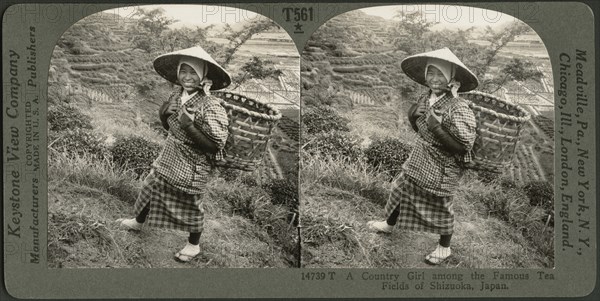 A Country Girl Among the Famous Tea Fields of Shizuoka, Japan, Stereo Card, Keystone View Company. 1905